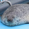 seal_t